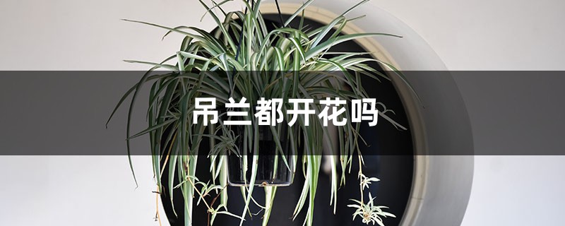 吊兰都开花吗