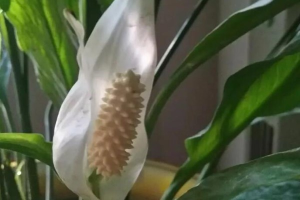 这10种花,越阴凉长得越旺,没太阳也能开爆盆! 这10种花,越阴凉长得越旺,没太阳也能开爆盆!