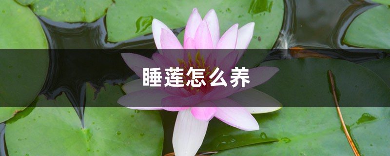 睡莲怎么养 睡莲怎么养