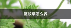 驱蚊草怎么养