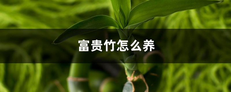 富贵竹怎么养 富贵竹怎么养
