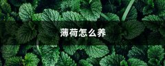 薄荷怎么养