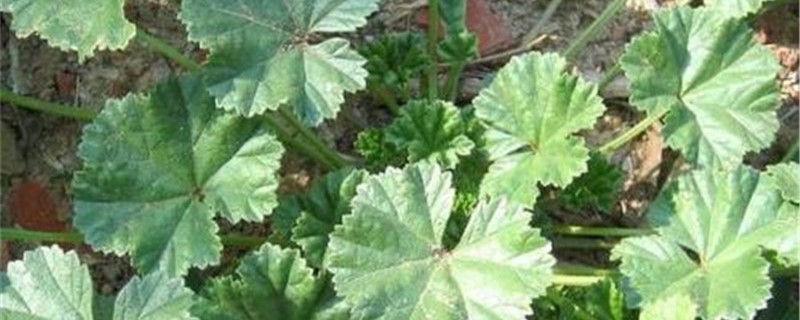 圆叶锦葵和野葵的区别 圆叶锦葵和野葵的区别