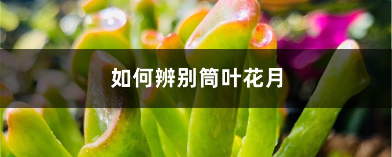 如何辨别筒叶花月 如何辨别筒叶花月