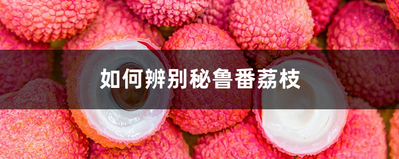 如何辨别秘鲁番荔枝 如何辨别秘鲁番荔枝