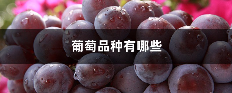 葡萄品种有哪些 葡萄品种有哪些