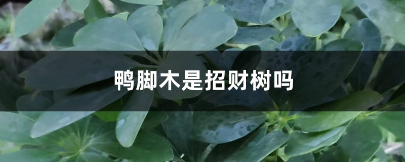 鸭脚木是招财树吗 鸭脚木是招财树吗