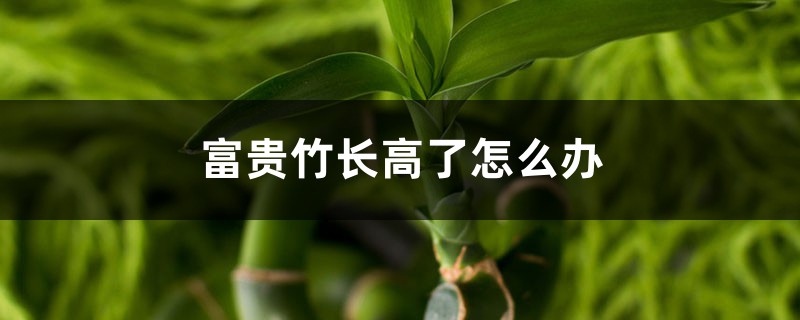 富贵竹长高了怎么办 富贵竹长高了怎么办
