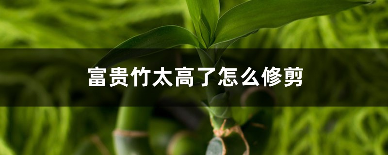 富贵竹太高了怎么修剪 富贵竹太高了怎么修剪