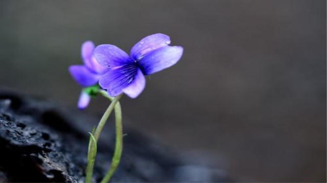 堇菜和紫花地丁的区别