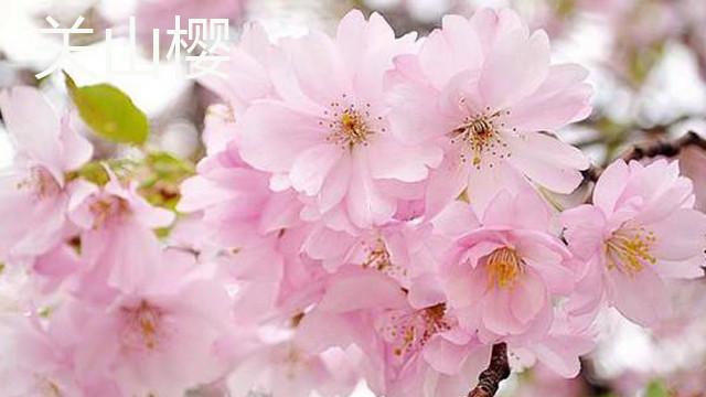 怎么辨别关山樱 怎么辨别关山樱