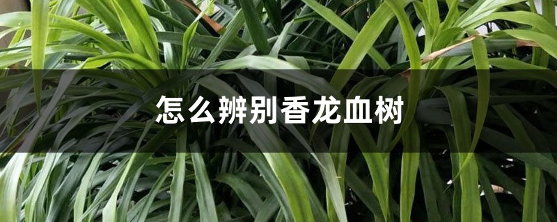 怎么辨别香龙血树 怎么辨别香龙血树