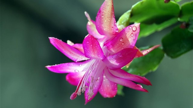 蟹爪兰和假昙花的区别 蟹爪兰和假昙花的区别