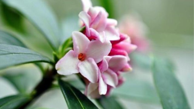 瑞香和结香的区别 瑞香和结香的区别