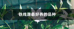 铁线莲最好养的品种