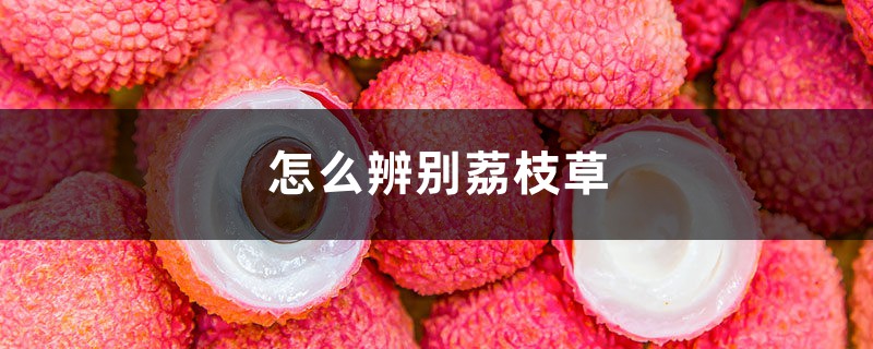 怎么辨别荔枝草 怎么辨别荔枝草