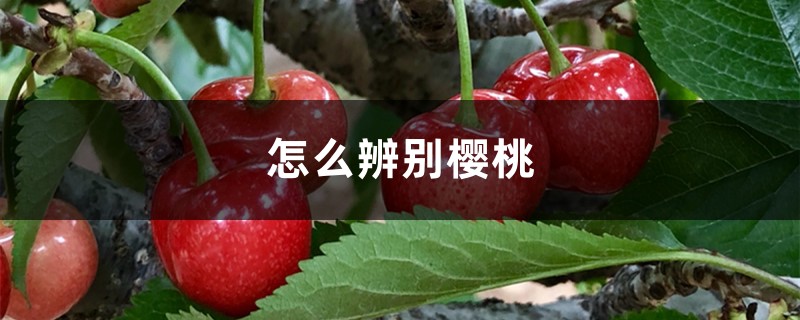 怎么辨别樱桃 怎么辨别樱桃