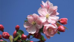 铁海棠和海棠花的区别