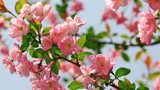 海棠花和樱花的区别 海棠花和樱花的区别