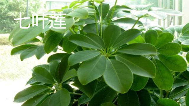 七叶莲和鸭掌木的区别 七叶莲和鸭掌木的区别