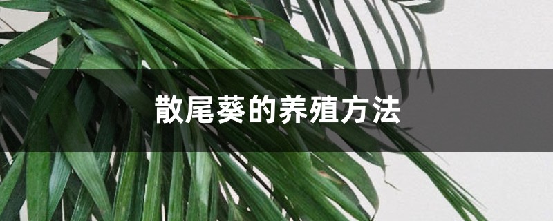 散尾葵的养殖方法 散尾葵的养殖方法