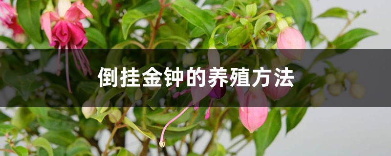 倒挂金钟的养殖方法 倒挂金钟的养殖方法