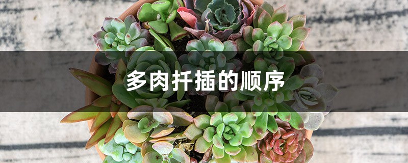 多肉扦插的顺序 多肉扦插的顺序