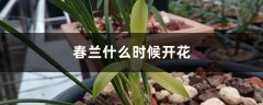 春兰什么时候开花