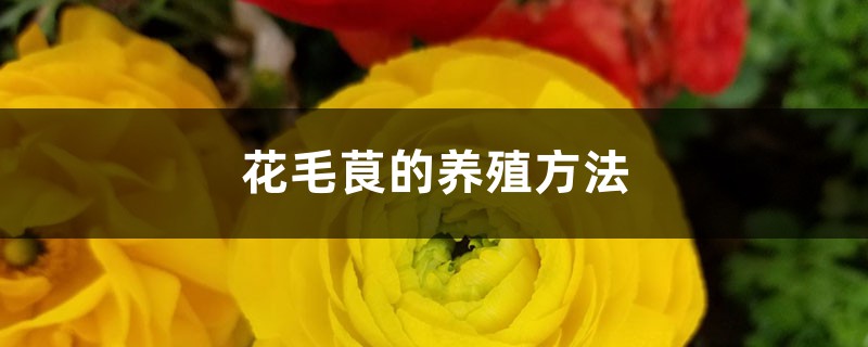 花毛茛的养殖方法 花毛茛的养殖方法