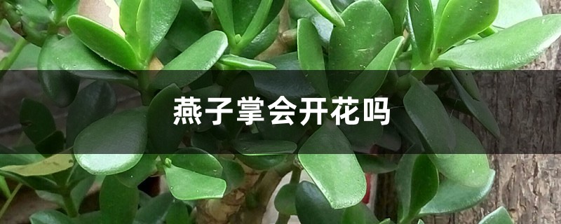 燕子掌会开花吗