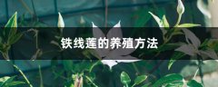 铁线莲的养殖方法