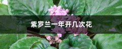 紫罗兰一年开几次花