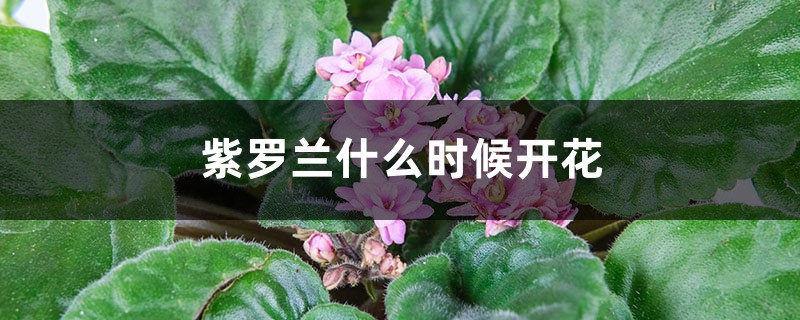 紫罗兰什么时候开花 紫罗兰什么时候开花