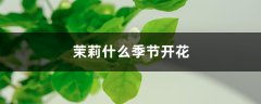 茉莉什么季节开花