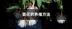 昙花的养殖方法