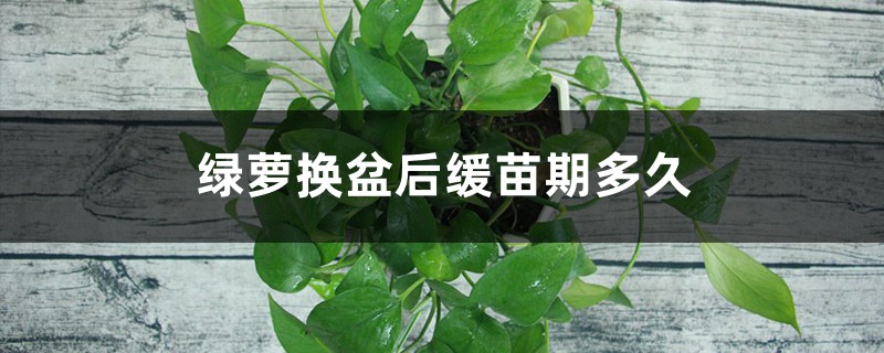 绿萝换盆后缓苗期多久 绿萝换盆后缓苗期多久