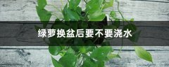 绿萝换盆后要不要浇水