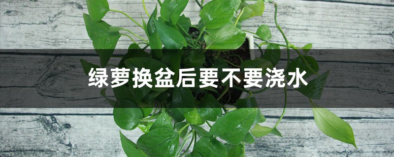 绿萝换盆后要不要浇水 绿萝换盆后要不要浇水