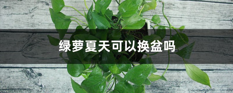 绿萝夏天可以换盆吗 绿萝夏天可以换盆吗