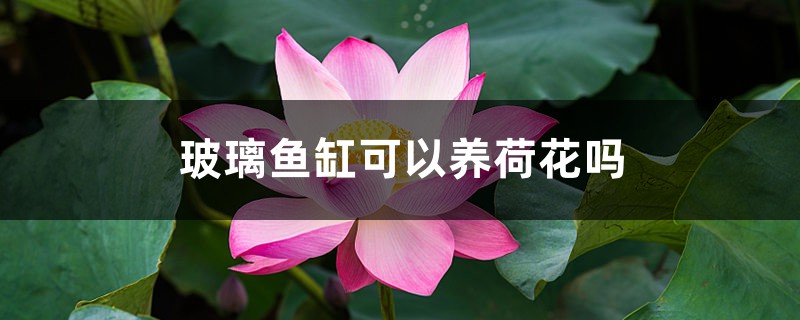 玻璃鱼缸可以养荷花吗