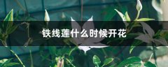 铁线莲什么时候开花