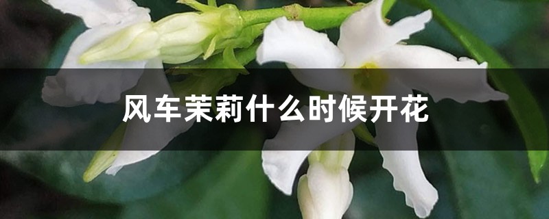 风车茉莉什么时候开花