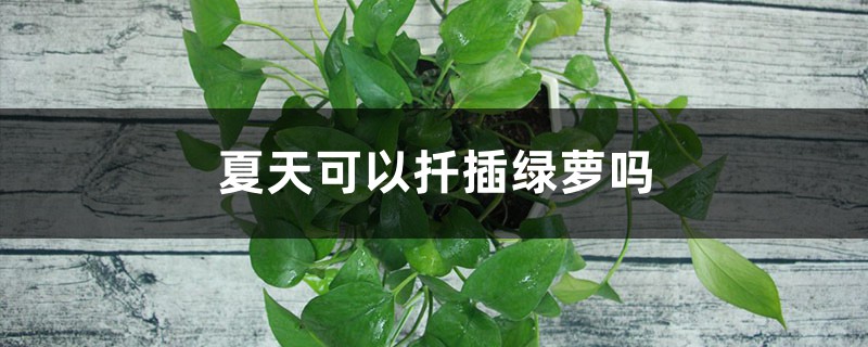 夏天可以扦插绿萝吗 夏天可以扦插绿萝吗