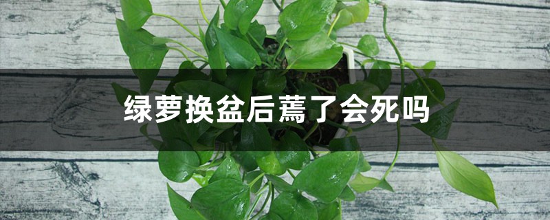 绿萝换盆后蔫了会死吗 绿萝换盆后蔫了会死吗