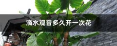 滴水观音多久开一次花