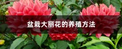 盆栽大丽花的养殖方法