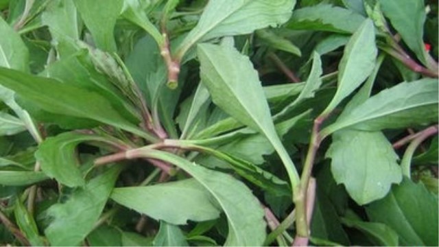 野菜种类有哪些 野菜种类有哪些