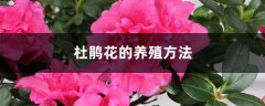 杜鹃花的养殖方法