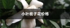 小叶栀子花价格