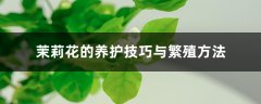 茉莉花的养护技巧与繁殖方法